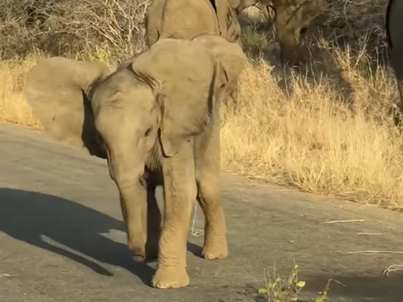 A baby elephant charging at a tourist vehicle at Kruger National Park