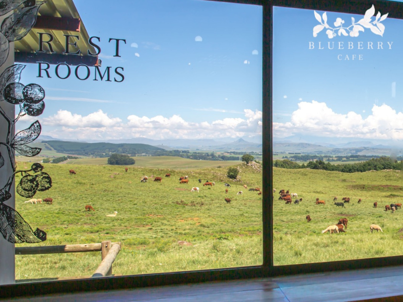 A beautiful view of the cattle and landscape at Blueberry Cafe