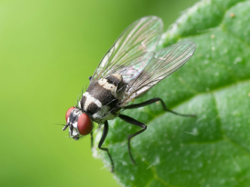A black and red flying insect perched on a green leaf