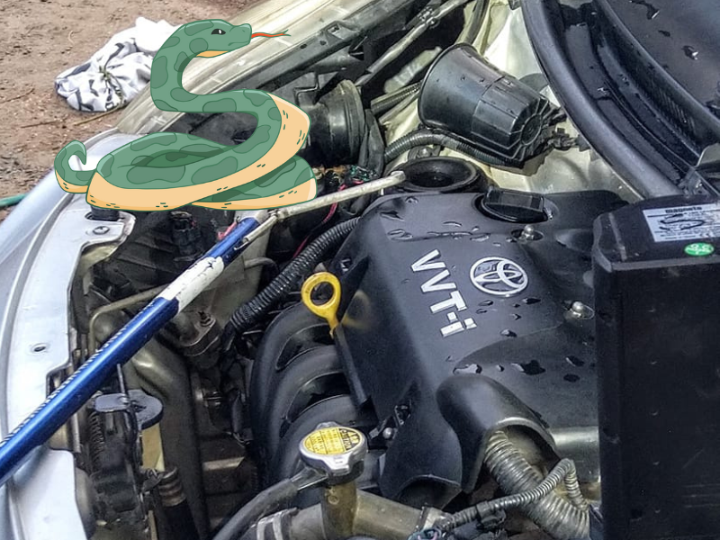 A black mamba inside a car engine
