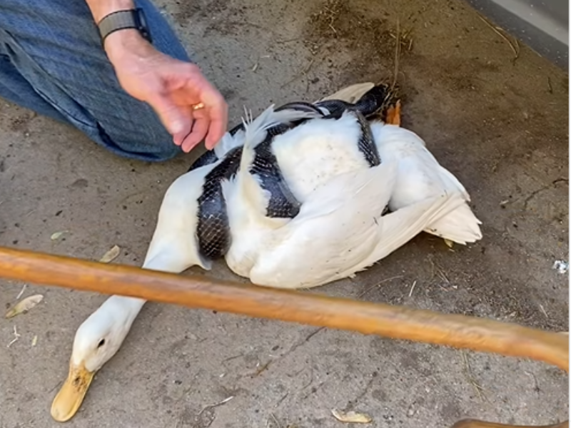 A black rat snake is coiled around a duck