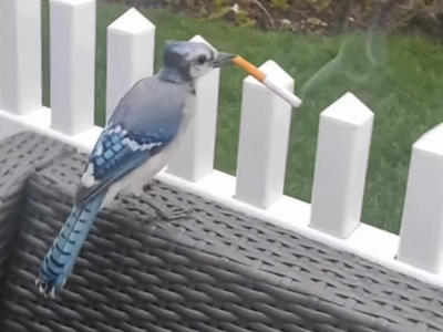 bird smoking cigarette The tweet smell of birds nests: Scientists find birds feather their homes with the butts of cigarettes Cartoon Bird Smoking Joint With