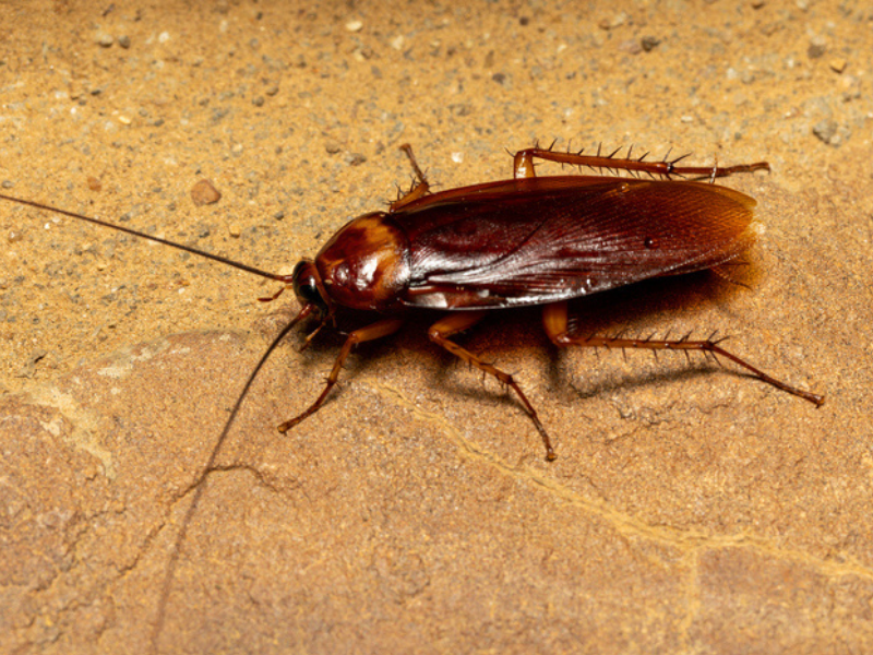 A brown cockroach in isalo national park in Madagascar