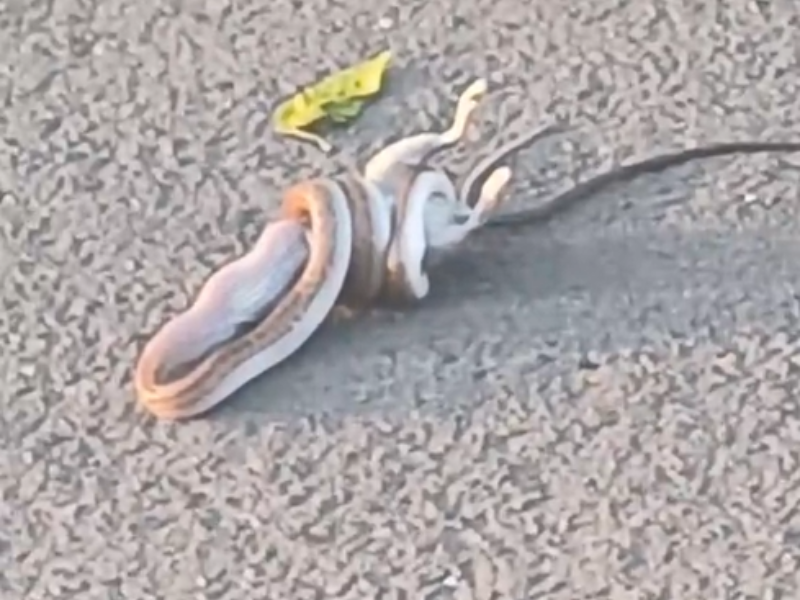 A brown snake eats a rat on a road in Sydenham Durban