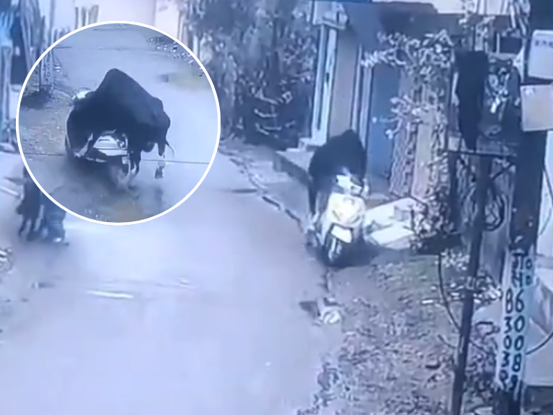 A bull steals a scooter bike and rides it like a skateboard on street in India