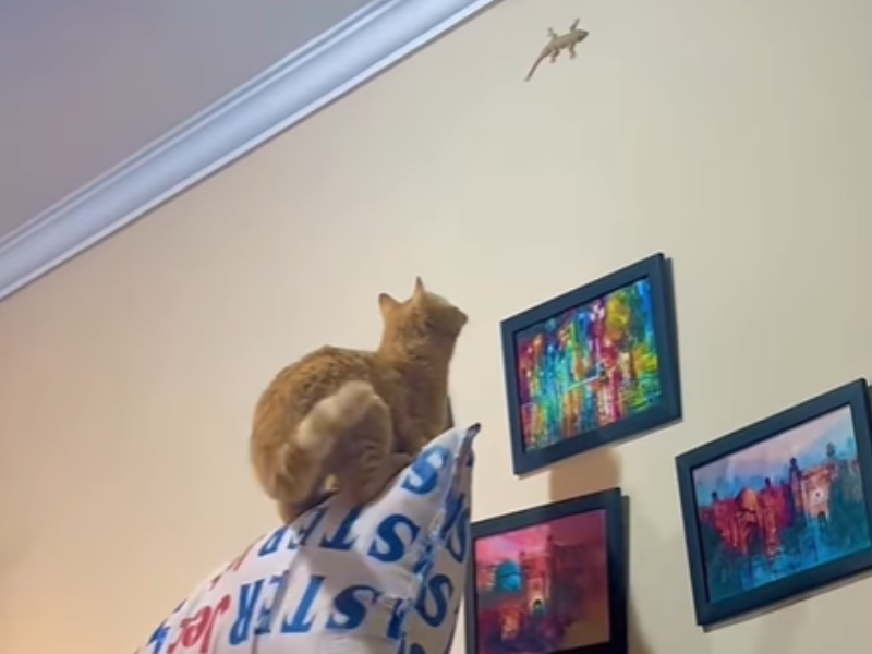 A cat looks like it is about to pounce on a lizard