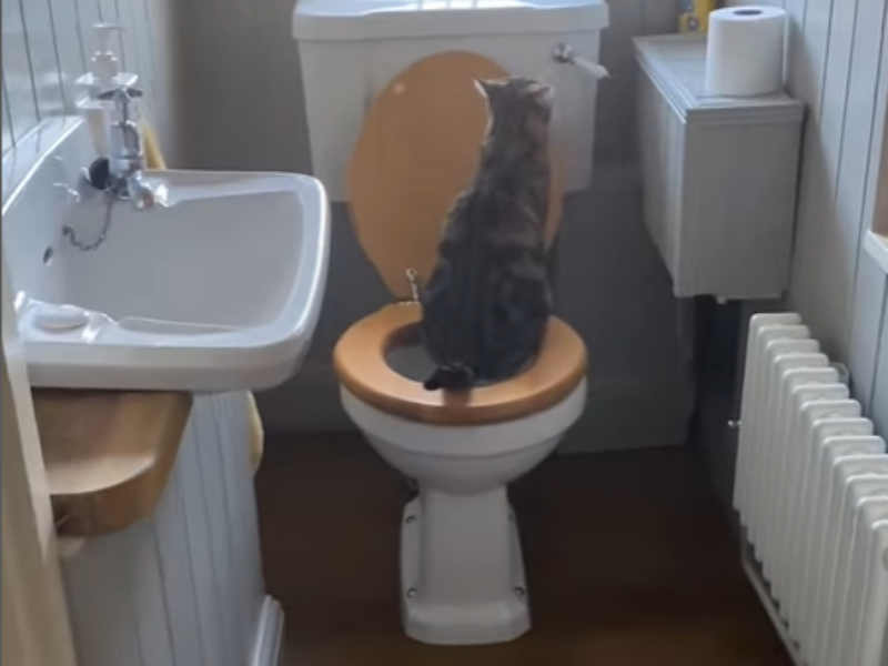 A cat sitting on the toilet