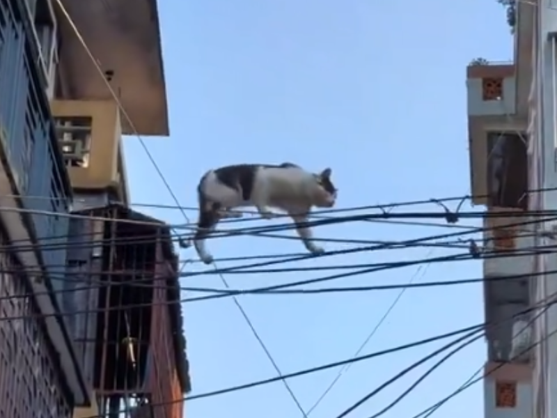 A cat walking on cabling across two buildings