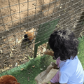A child feeding a rabbit through a fence