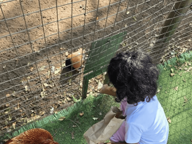 A child feeding a rabbit through a fence