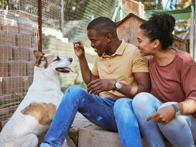 A couple play and feed a dog at the animal shelter