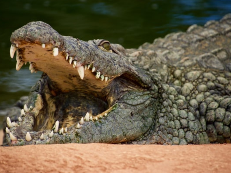 Durban security officer fights off a crocodile to save his dog...