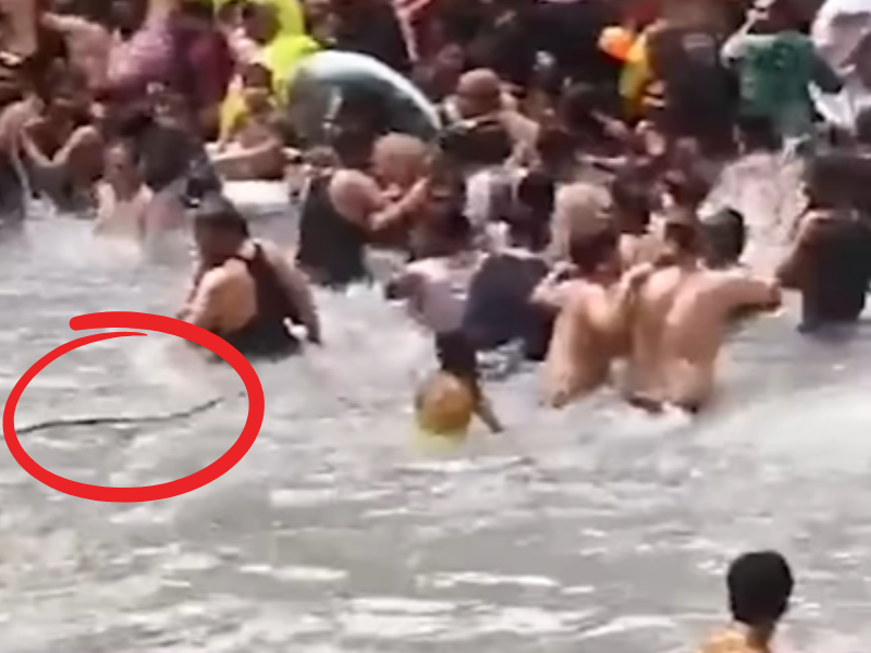 A crowd of people run away from a snake in the swimming pool