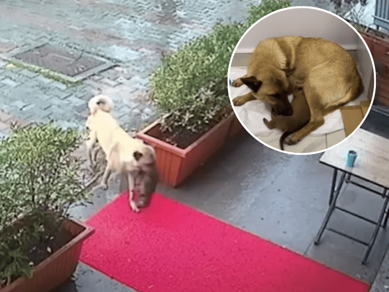 A dog carries her pup in her mouth and then nurses the pup