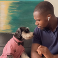 A dog looks at his pet parent with innocent eyes