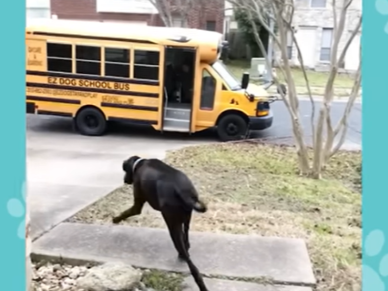 A dog running toward a schoolbus