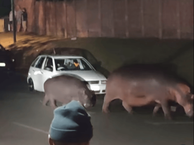 KZN Hippos: A family that strolls together stays together