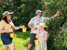 A family picking litchis off the tree at a litchi farm