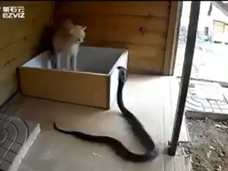 A female cat protects her kittens from a cobra snake