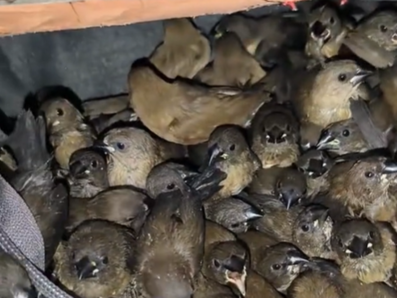 A flock of birds inside a handbag