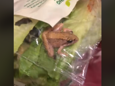 Woman finds frog 'ribbiting' through her sealed lettuce