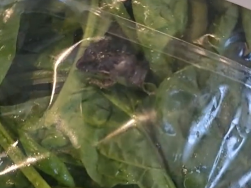 A frog inside a packet of spinach