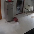 A gas cylinder is left open inside a kitchen