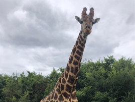 A giraffe at the Bisley Nature Reserve