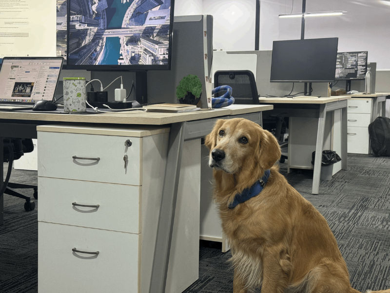 A golden retriever sits inside an office