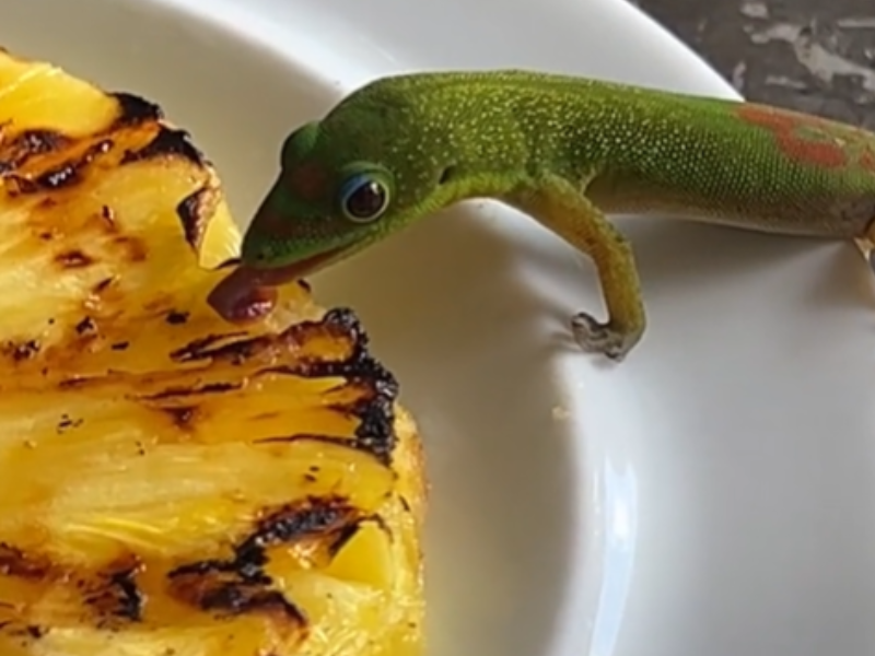 A green lizard licking a grilled pineapple slice