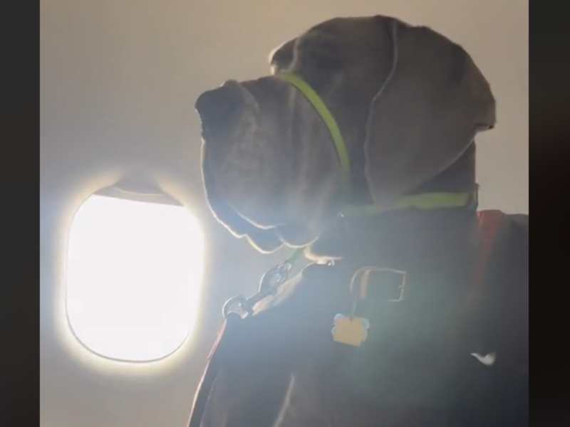 A grey great Dane seated on an airplane