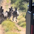A herd of zebra running toward a safari van