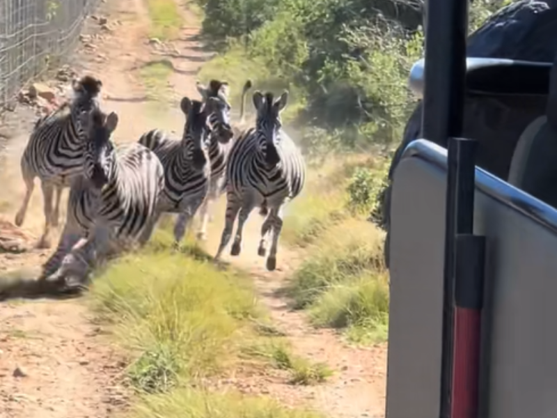 A herd of zebra running toward a safari van