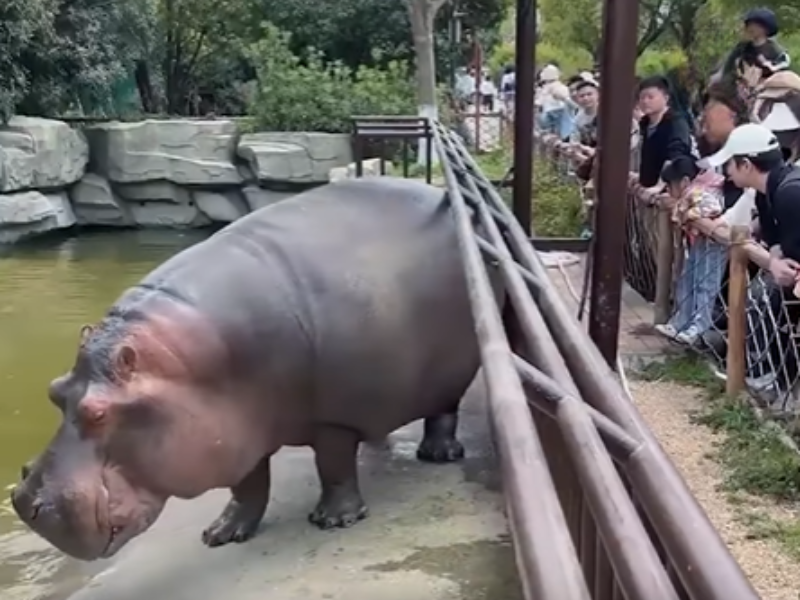 A hippo release gas on zoo visitors at China zoo