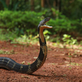 A venomous snake in a forestry area looks like it is about to attack