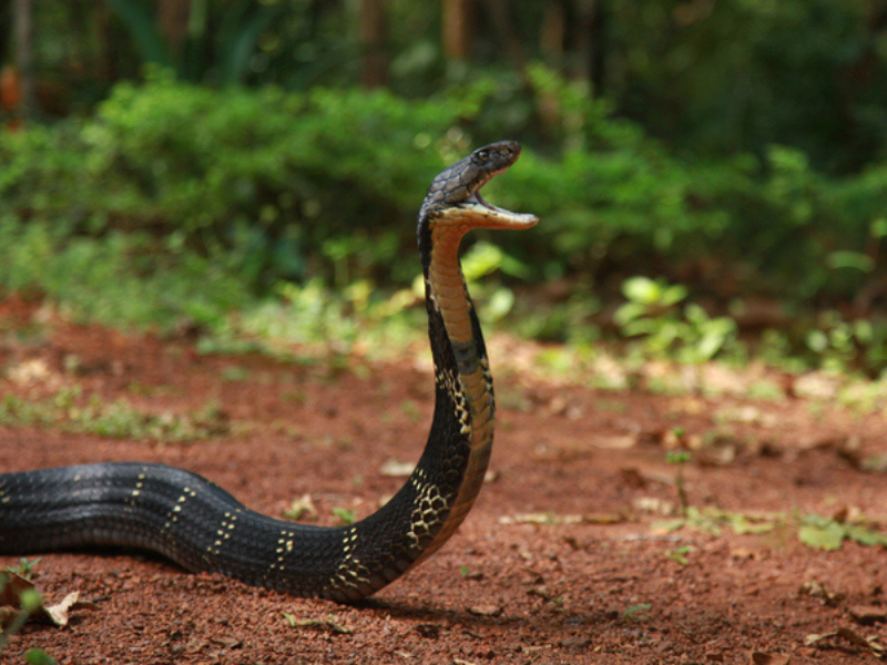 A venomous snake in a forestry area looks like it is about to attack