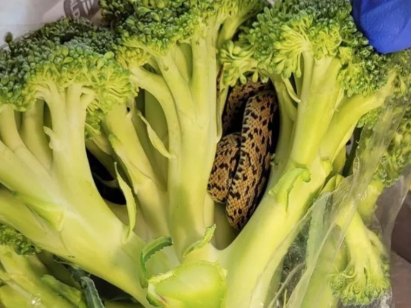 A ladder snake coiled inside broccoli