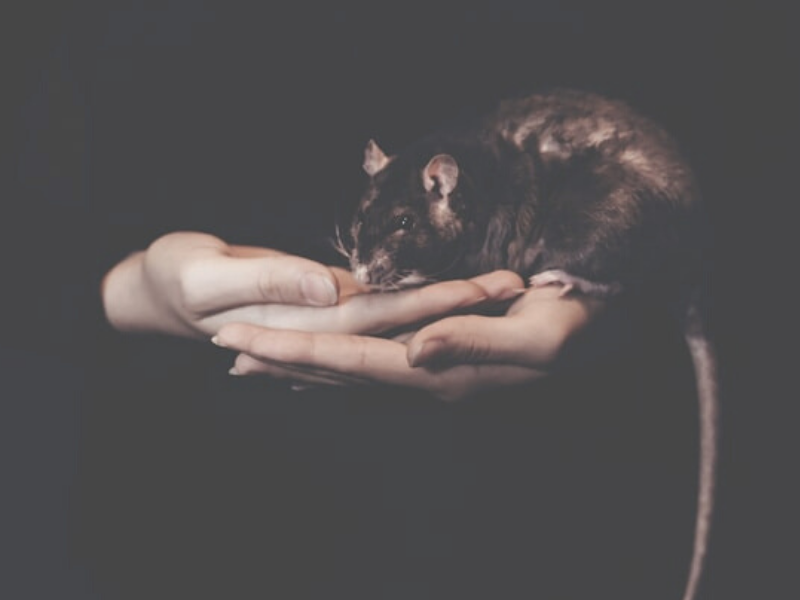 A lady holding a rat in the palm of her hands