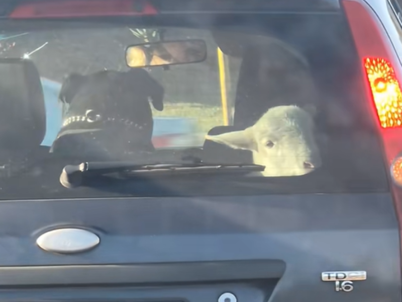 A lamb and a dog sit next to one another at the back of a vehicle stopped at a traffic light