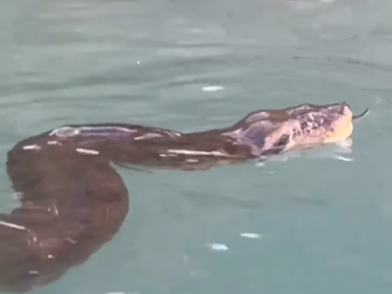 A large Anaconda swimming in a Brazilian wetland
