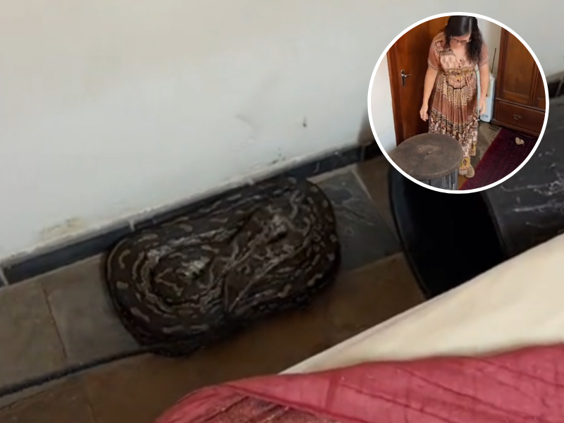 A large python lying next to a dustbin