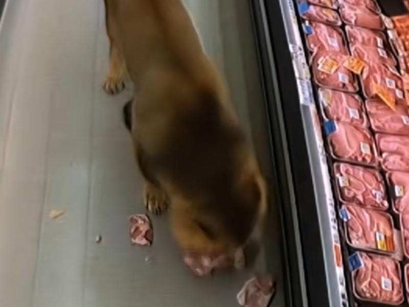A lion eating meat from a grocery store