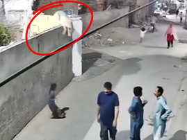 A lion jumping off a wall onto a street in Pakistan