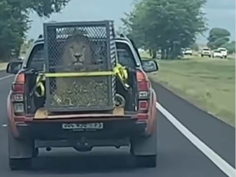 A lion locked in a cage on the back of a van