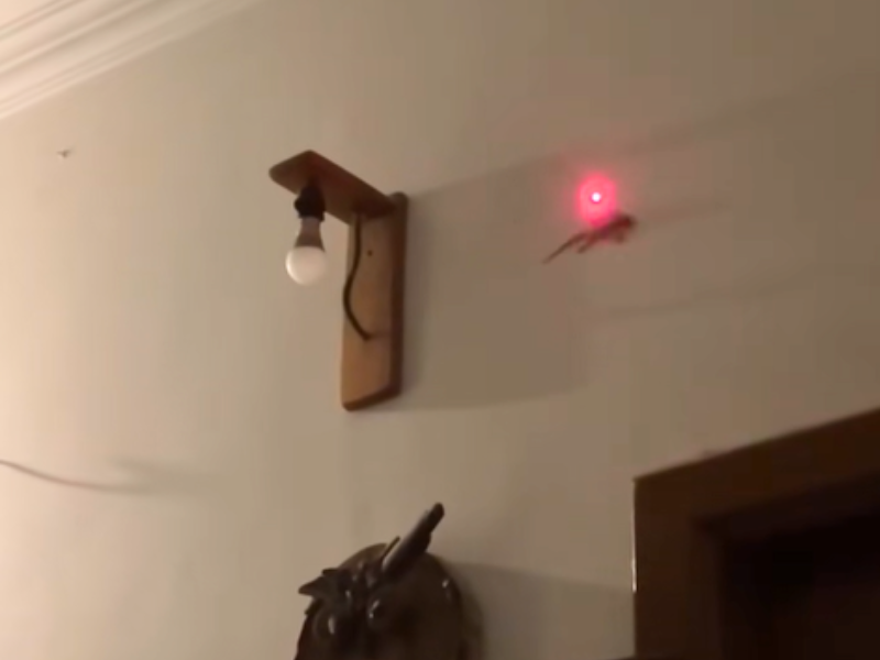 A lizard follows a red laser dot on the wall