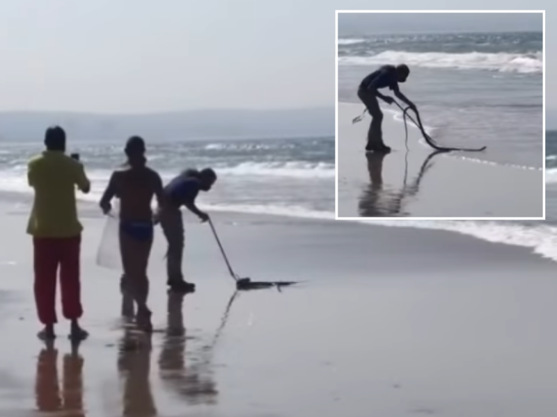 A man catches a snake at the Durban beachfront