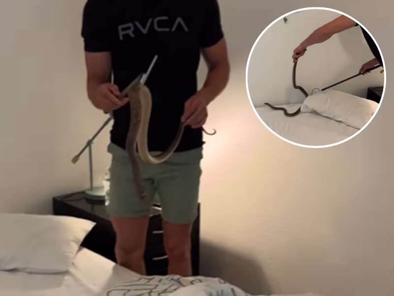 A man handling a Cape Cobra found underneath a pillow