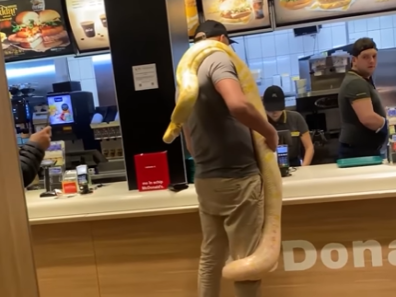 A man holding a python while ordering at a McDonalds