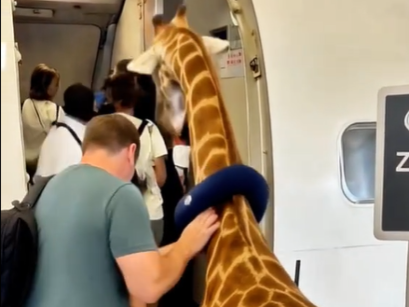 A man leads a giraffe into an airplane