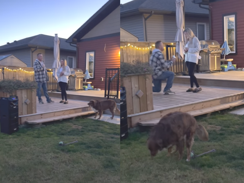 WATCH: This proposal took the spotlight away from the happy couple and put it on their dog...